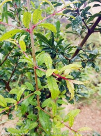 水珠 树叶（非高清）
