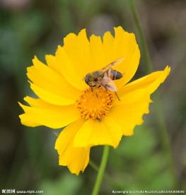 花