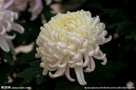白菊花