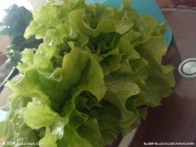 生菜