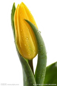 黄色郁金香花苞