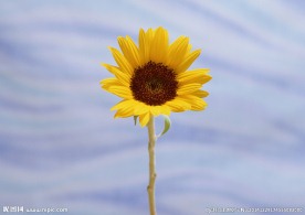 插花艺术