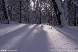 冬季森林雪景