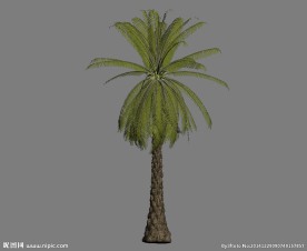 热带树3D模型