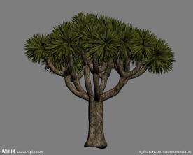 灌木3D模型
