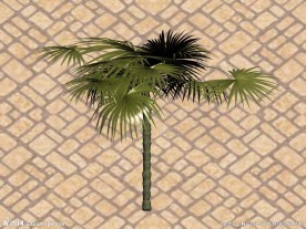 热带植物3D模型
