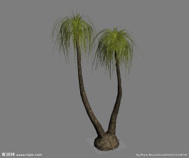热带树3D模型