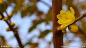 腊梅花开暗香来