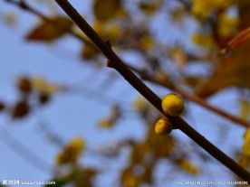 腊梅花开暗香来