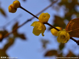 腊梅花开暗香来