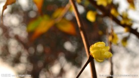 腊梅花开暗香来