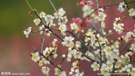 白色梅花
