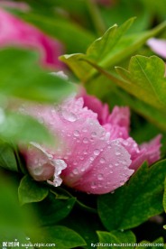 花朵露珠