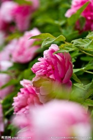 牡丹花