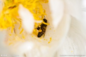 花朵蜜蜂