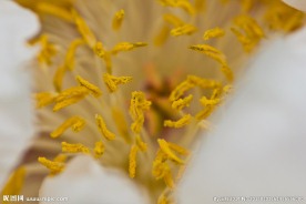 牡丹花蕊