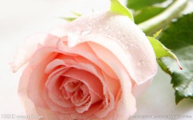 玫瑰花