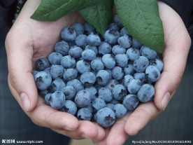 蓝莓
