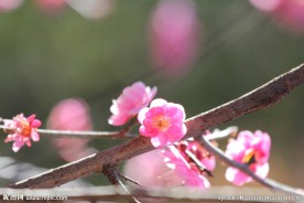 梅花花枝