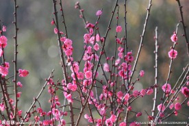 枝条上红梅花儿开