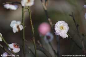 红梅花开