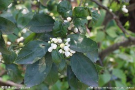 小白花