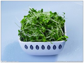 香椿苗
