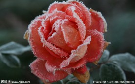 冰雪香槟玫瑰
