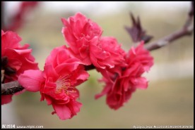 梅花 腊梅