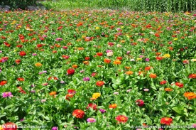 花花草草