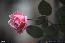玫瑰花