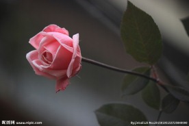 玫瑰花