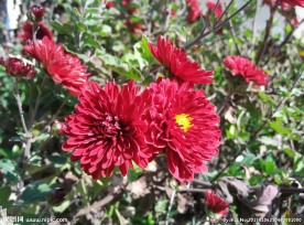 菊花