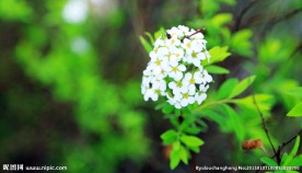 白花小花