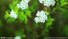 白色小花