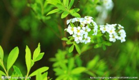 白花小花
