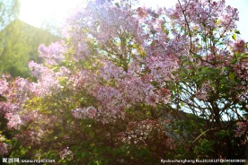 丁香花