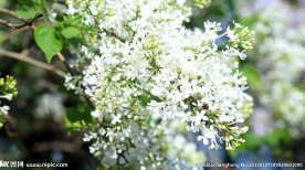 丁香花