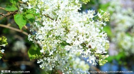 丁香花