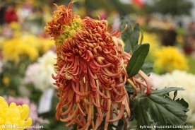 菊花