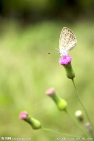 蝶恋