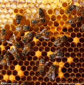 蜂巢蜜蜂