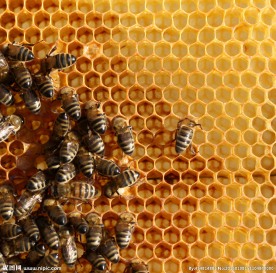 蜂巢蜜蜂