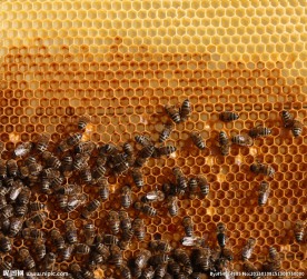 蜂巢蜜蜂