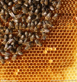 蜂巢蜜蜂