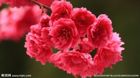 红色的花