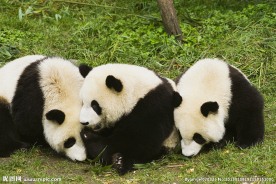 三只可爱小熊猫图片