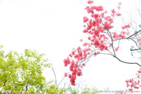 杜鹃花