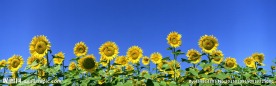 奥林匹克公园葵花