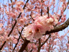 桃花 粉色